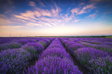Fototapeta na wymiar Lavender flower blooming fields in endless rows