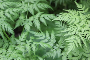 Nature