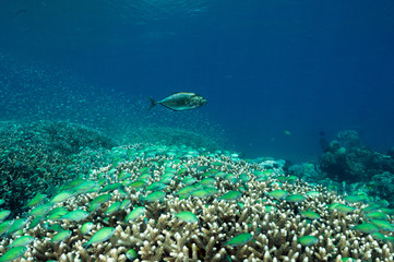 Fototapeta premium Massive shoal of blue damsels, Chromis viridis, feed in strong current howering over Acropora hard corals, Raja Ampat Indonesia.