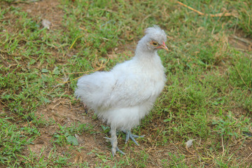 young hen in the meadow of the farm