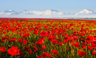 beautiful red poppy flower field before a snowbound mountain ridge, flowers and ice, outdoor background