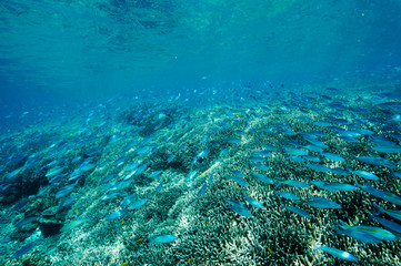 Reef scenic with fusuliers swimming over Arcopora field, Raja Ampat Indonesia.