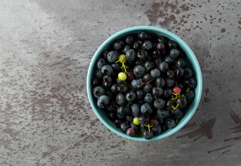 Bowl of freshly picked wild blueberries on a gray background.