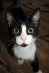 Young black and white cat looking at the camera. Smart looking animal.