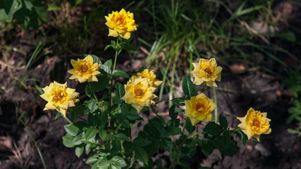 Yellow roses in the garden in the middle of summer