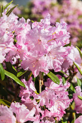 Rhododendron plants in bloom