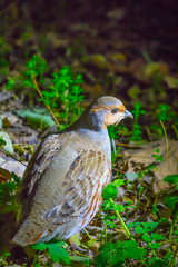 small bird sit on a ground in the night forest