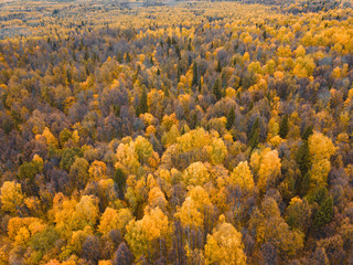 Autumn forest aerial drone view.