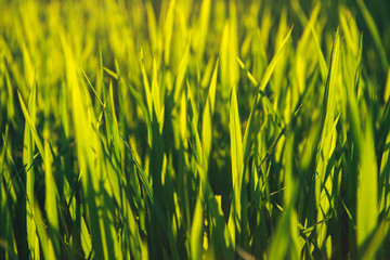 Rice on field. Green leaves background