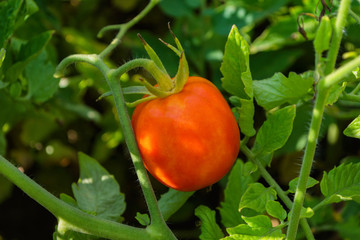 Unripe tomato on a branch on a background of green leaves. Tomato closeup. Soft selective focus.