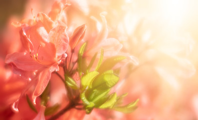 Fototapeta na wymiar Rhododendron plants in bloom