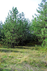 Pine forest, planted in rows. Beautiful autumn landscape.