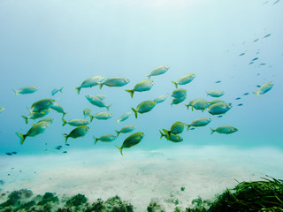 Fischschwarm im Freien Wasser