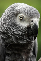 Graupapagei II (African Grey Parrot)