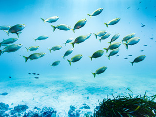 Fischschwarm im Freien Wasser