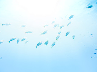 Fischschwarm im Freien Wasser