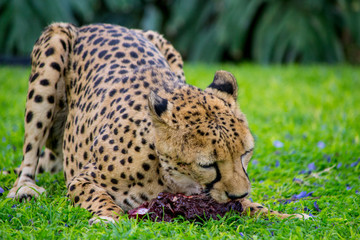 Cheetah eating and chewing a piece of meat in the green grass