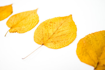 autumn leaves isolated on white background