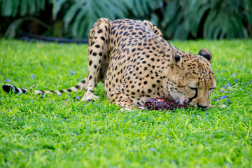Cheetah eating and chewing a piece of meat in the green grass