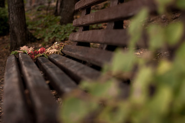 bouquet of autumn leaves and rowan berries on a bench