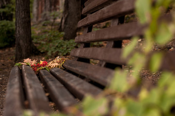 bouquet of autumn leaves and rowan berries on a bench