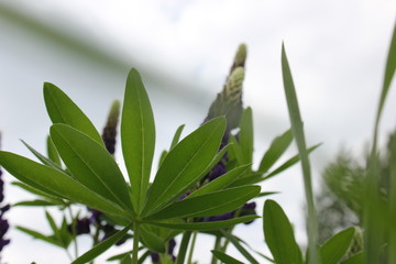 Nature