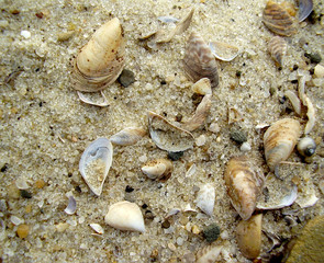 River sand closeup. Shells in the river sand.