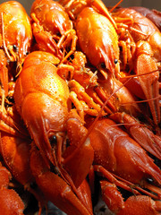 Red boiled crayfish. Delicious cancers close-up.