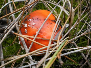 Beautiful mushroom fly agaric in the forest. Mushroom in pine needles and grass.
