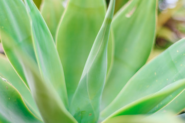 tropical leaf background, selective focus, green colorNature concept