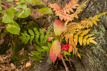 bouquet of autumn leaves