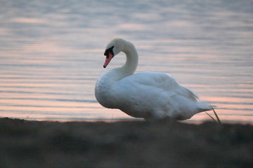 Beautiful swan swim in the lake