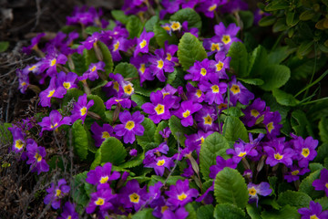 Fototapeta na wymiar Primula is perennial. Primrose. Spring flowers. Close-up.