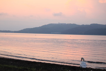 Beautiful swan swim in the lake