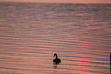 Beautiful swan swim in the lake