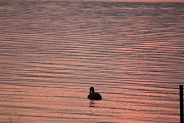 Beautiful swan swim in the lake
