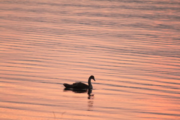 Beautiful swan swim in the lake