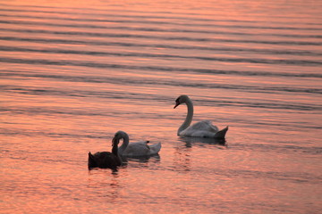 Beautiful swan swim in the lake