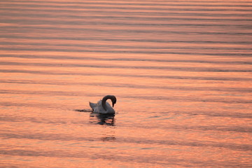 Beautiful swan swim in the lake