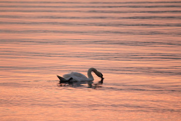 Beautiful swan swim in the lake