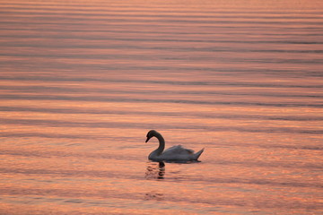 Beautiful swan swim in the lake