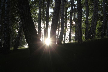 Obraz premium Nature