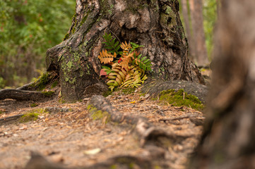 Autumn leaf fall.