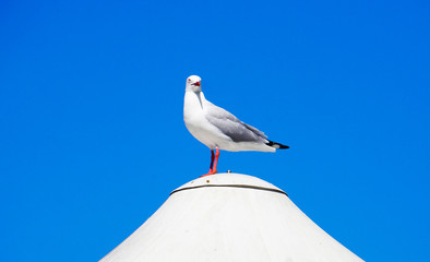 ウミネコ