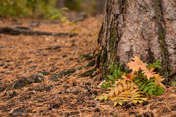 Autumn leaf fall.