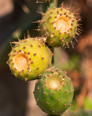 large cactus leaves with prickly fruits