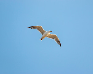 birds seagulls on a background of blue sky
