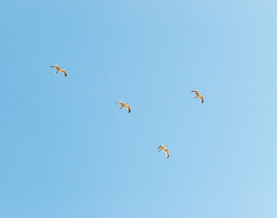 birds seagulls on a background of blue sky