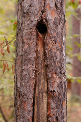 pine trunk with hollow