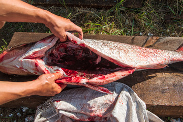 big silver carp fish on wooden background